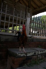 Huhn Hahn Bali Bauern