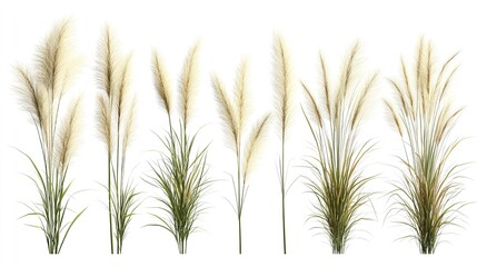 wheat ears isolated on white background