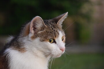 Obraz premium house cat looking in the distance