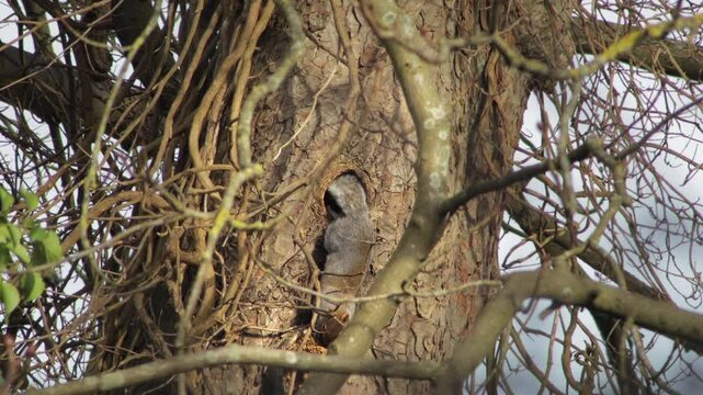 Grey Squirrel Climbing Out From Hole In Hollowed Out Tree Trunk Daytime UK England, Hertfordshire, Borehamwood