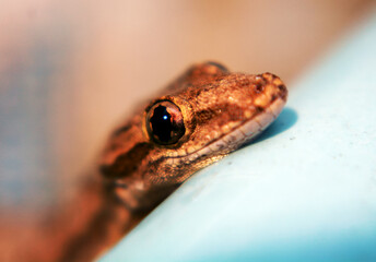 Macro scale of a gecko with its eyes looking round and large
