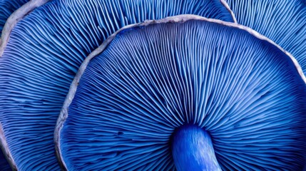 A single indigo milk cap mushroom sliced open, revealing its vibrant blue interior