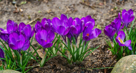 A lot of violet crocuses in early spring garden. Close-up of flowering crocuses Ruby Giant on natural background. Soft selective focus.