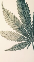 Naklejka premium A detailed illustration of cannabis leaves showcasing their unique structure and texture.