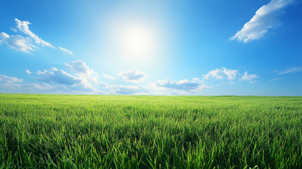 Fototapeta premium landscape with field and sky