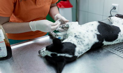 A veterinarian in gloves treats a dog's leg wound on a stainless steel examination table in a...