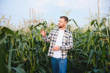 A young agronomist inspects the quality of the corn crop on agricultural land. Farmer in a corn...