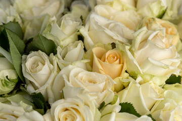 a group of small roses for gifts and other festive events