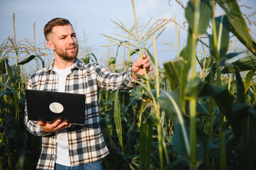 A young agronomist inspects the quality of the corn crop on agricultural land. Farmer in a corn...
