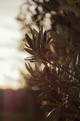 Olvier &agrave; contre jour