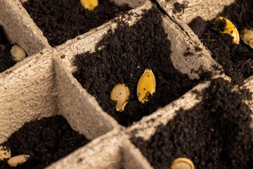 Seed in fertile soil in cardboard cups