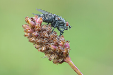 Graue Fleischfliege