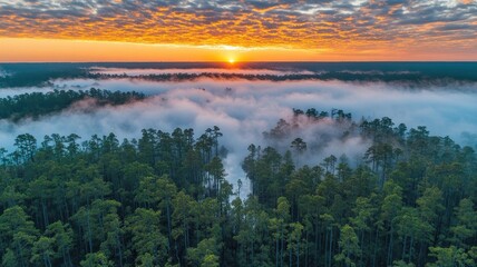 Fototapeta premium Fog rolling over tranquil forest at sunrise aerial view nature photography serene environment peaceful concept