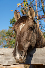 A Lusitano horse looking over the wooden paddock fence. 