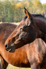 Obraz premium A horse in the pasture, having stopped eating grass, raised its head and listened.
