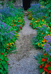 Borage with nasturtiums along a grey gravel path
