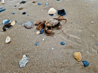 Am Strand von Blavand in Dänemark