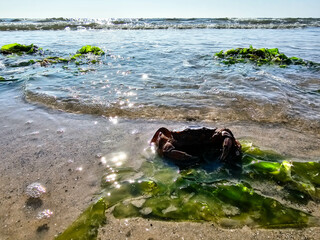 Am Strand von Blavand in Dänemark © Steidi