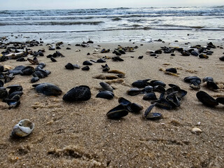 Am Strand von Blavand in Dänemark