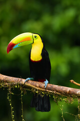 Keel-billed toucan (Ramphastos sulfuratus), also known as sulfur-breasted or keel or rainbow-billed toucan sitting on a branch with a green background. © Karlos Lomsky
