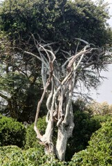 Fototapeta premium roots in the forest