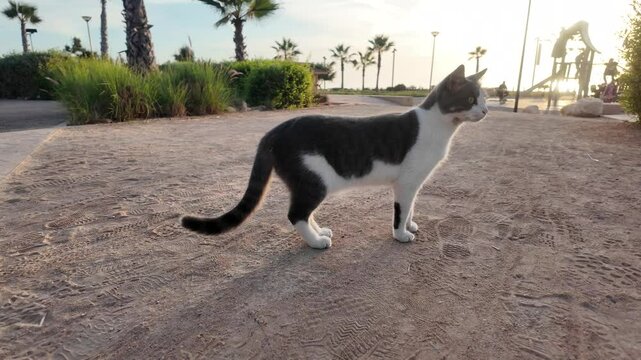 Domestic cat living in the streets of Taghazout Morocco : 8 Dec 2024