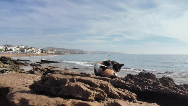 Domestic cat living in the streets of Taghazout Morocco : 8 Dec 2024