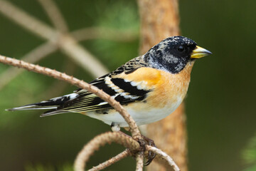 Male Brambling perched on a Pine branch during spring migration in Estonia, Northern Europe