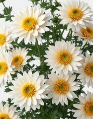 Chrysanthemum flower details isolated on white background with clipping path, chrysanthemums, single bloom, botanical