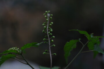 leaf in the garden with background blur
