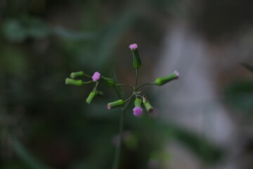 leaf in the garden with background blur