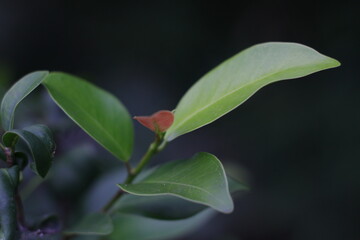 Obraz premium leaves on a blur background