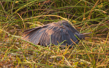 Black heron (Egretta ardesiaca) showing its hunting technique of canopy feeding