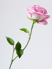Obraz premium A delicate pink rose stem with a green leafy base in the bouquet, green leaves, plant anatomy