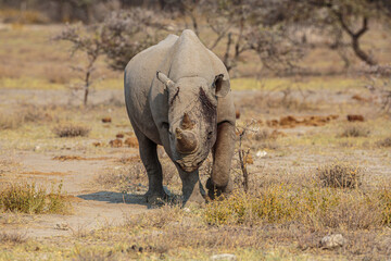 Fototapeta premium Black rhinoceros (Diceros bicornis); bull with head wound walking on savanna towards the camera, Etosha National Park, Namibia