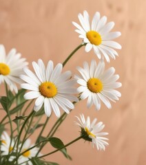 Obraz premium delicate daisy flowers on soft peach background, closeup, gentle, daisy