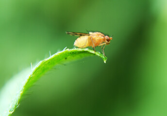 insects whose existence is not far from the home environment, both inside and outside the yard
