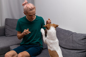 Man training Jack Russell Terrier on sofa at home. obedience training and bonding with pet. Concept...