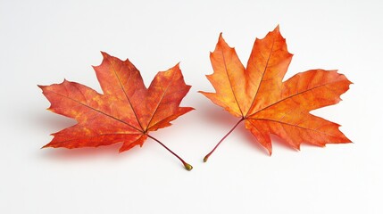 Fototapeta premium Bright orange autumn maple leaves falling gently, with soft shadows, isolated on a white background