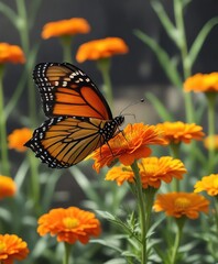 Obraz premium A single monarch butterfly sipping nectar from a bright orange marigold flower , floral arrangements, sunny disposition, delicate petals