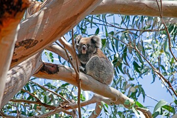 A cute koala resting in a eucalyptus tree on a sunny day in Australia, showcasing wildlife and nature