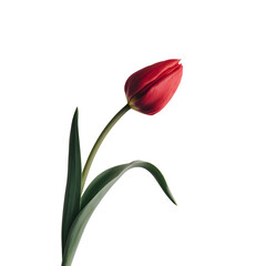 Obraz premium A striking image of a single red tulip in full bloom with vibrant green leaves and a sleek stem, set against a black background. Perfect for floral design inspiration, botanical beauty, and nature pho