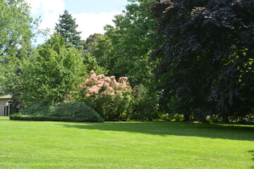 Beautiful blooming smoketree in Parkwood in Oshawa