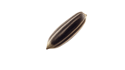 Single Sunflower Seed Macro Shot Isolated on Black