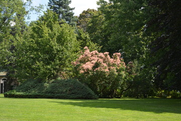Beautiful blooming smoketree in Parkwood in Oshawa
