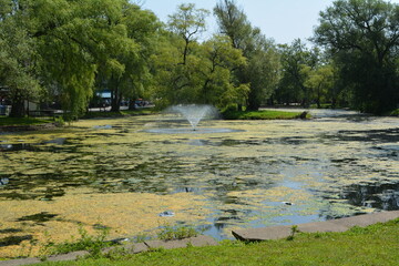 Beautiful algae pond with fountain on a summer day on Toronto Island