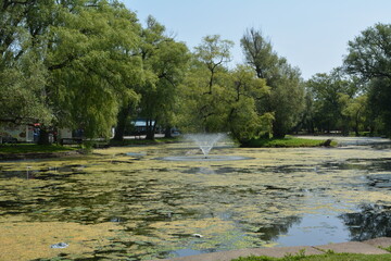 Beautiful algae pond with fountain on a summer day on Toronto Island