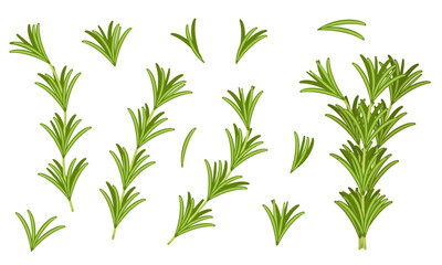 Fototapeta premium Vector illustration of rosemary isolated on white background. Fresh Greenery Image. Pictures for packaging design and culinary products.