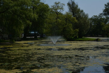 Beautiful algae pond with fountain on a summer day on Toronto Island
