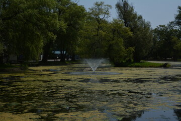 Beautiful algae pond with fountain on a summer day on Toronto Island